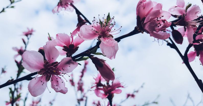Seasonal Gardening - Pink and White Petaled Flower